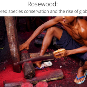 "Rosewood: Endangered species conservation and the rise of global China"