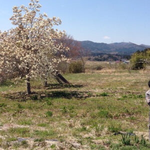 A woman and cherry blossom in Fukushima in Japan